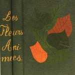 fleurs.thumb.jpg